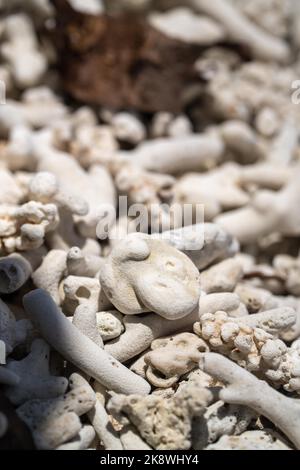 Abgestorbene Korallen, gebleichte Korallen aufgewaschen. Korallenstrand vom großen Bariierriff in queensland, australien Stockfoto
