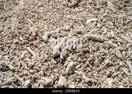 Abgestorbene Korallen, gebleichte Korallen aufgewaschen. Korallenstrand vom großen Bariierriff in queensland, australien Stockfoto