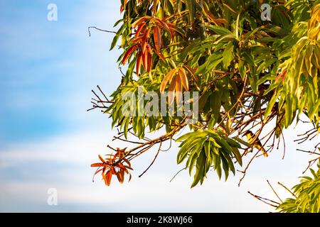 Blätter im Herbst gegen blauen Himmel Stockfoto