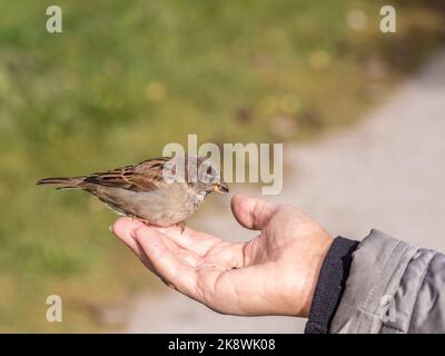 Eine Frau füttert Sperling aus ihrer Handfläche. Ein Vogel sitzt auf der Hand einer Frau und isst Samen. Tierpflege im Herbst oder Winter. Stockfoto