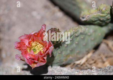 Rote Pastellkaktusblüte Aus Nächster Nähe Stockfoto