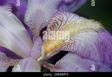 Lavendel bärtige Iris Nahaufnahme Stockfoto