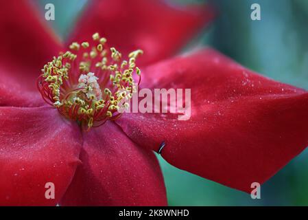 Rote Miniaturrosenblume Stockfoto