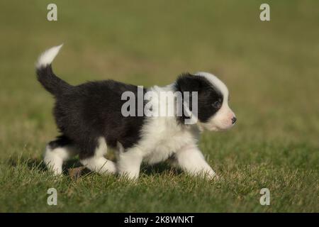 4 Wochen alter Border Collie Welpe Stockfoto