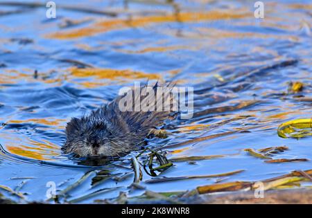 Ein junger Muskrat 'Ondatra zibethicus', der in einem sumpfigen Gebiet mit einigen Wasserpflanzen im ländlichen Alberta Kanada schwimmt. Stockfoto