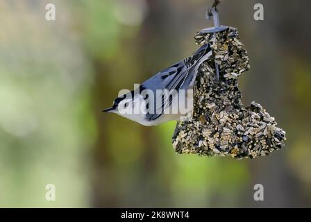 Ein weißreihiger Nuthatch-Vogel 'Sitta carolinensis', der sich auf einem hängenden Futterhäuschen im ländlichen Alberta, Kanada, ernährt. Stockfoto