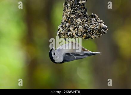 Ein Weißreiher Nuthatch-Vogel 'Sitta carolinensis', der sich auf einem hängenden Futterhäuschen im ländlichen Alberta, Kanada, ernährt. Stockfoto