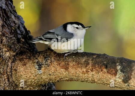 Ein Weißbrust-Nuthatch (Sitta carolinensis), der auf einem Fichtenzweig ruht. Stockfoto