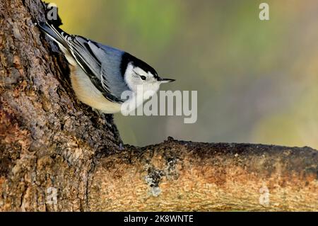 Ein weißer Nuthatch ' Sitta carolinensis', der über einen Fichtenstamm klettert, Stockfoto