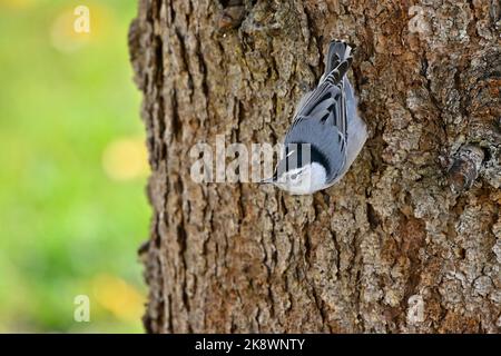 Ein weißer Nuthatch ' Sitta carolinensis', der über einen Fichtenstamm klettert, Stockfoto