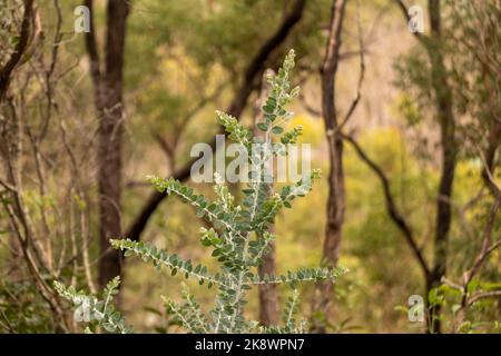 Ländlich, Wildnis Billabong, Bachgebiet von Queensland, Australien. Stockfoto