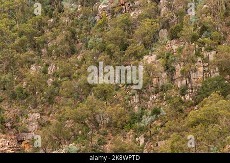 Ländlich, Wildnis Billabong, Bachgebiet von Queensland, Australien. Stockfoto