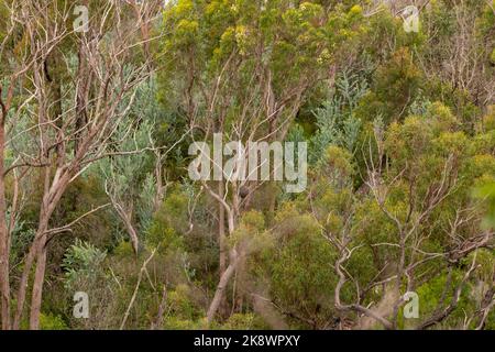 Ländlich, Wildnis Billabong, Bachgebiet von Queensland, Australien. Stockfoto