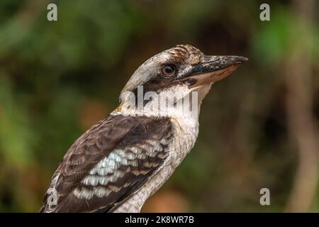 Wildes Kookaburra mit unscharfem Hintergrund in New South Wales, Australien. Stockfoto