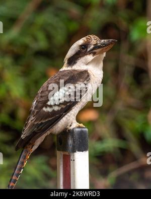 Wildes Kookaburra mit unscharfem Hintergrund in New South Wales, Australien. Stockfoto