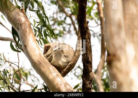 Ein wilder Koalabär (Phascolarctos cinereus) in Byron Bay, New South Wales in einheimischem Eukalyptusbaum. Stockfoto