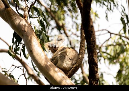 Ein wilder Koalabär (Phascolarctos cinereus) in Byron Bay, New South Wales in einheimischem Eukalyptusbaum. Stockfoto