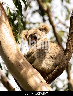 Ein wilder Koalabär (Phascolarctos cinereus) in Byron Bay, New South Wales in einheimischem Eukalyptusbaum. Stockfoto