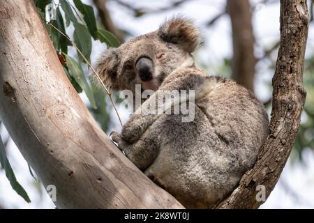 Ein wilder Koalabär (Phascolarctos cinereus) in Byron Bay, New South Wales in einheimischem Eukalyptusbaum. Stockfoto