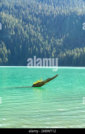 Ein einsamer Baumstamm liegt im klaren türkisfarbenen Wasser des Cheakamus Lake, der sich inmitten eines dichten Alpenwaldes befindet. Stockfoto