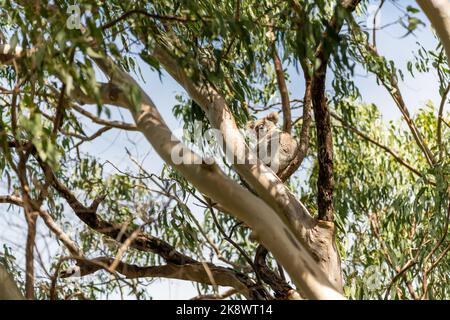 Ein wilder Koalabär (Phascolarctos cinereus) in Byron Bay, New South Wales in einheimischem Eukalyptusbaum. Stockfoto