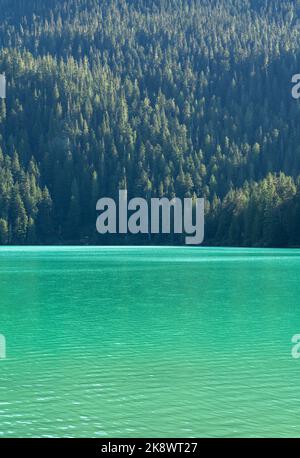Das ruhige türkisfarbene Wasser des Cheakamus Lake inmitten des dichten Kiefernwaldes von British Columbia. Stockfoto