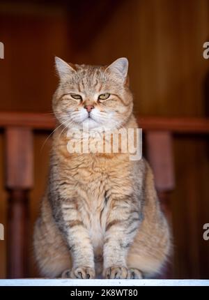 Katze auf dem Kühlschrank unten, die Katze schaut vom Abend herunter, die gestreifte Katze kletterte nach oben. Lustige schöne gestreifte Katze mit großen Augen Stockfoto