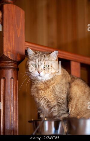 Katze auf dem Kühlschrank unten, die Katze schaut vom Abend herunter, die gestreifte Katze kletterte nach oben. Lustige schöne gestreifte Katze mit großen Augen Stockfoto