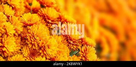Nahaufnahme von schönen Blüten der Mutter oder Chrysantheme, die im Herbst blühen Stockfoto