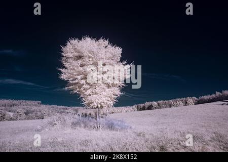Infrarot-Landschaft mit 720 nm, strahlend weißer Vegetation, surrealen Wäldern und sanften Hügeln in Falschfarbenfotografie, traumhafte Naturszene Stockfoto