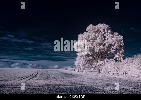Infrarot-Landschaft mit 720 nm, strahlend weißer Vegetation, surrealen Wäldern und sanften Hügeln in Falschfarbenfotografie, traumhafte Naturszene Stockfoto