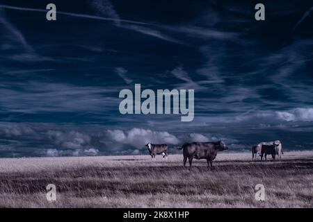 Infrarot-Landschaft mit 720 nm, strahlend weißer Vegetation, surrealen Wäldern und sanften Hügeln in Falschfarbenfotografie, traumhafte Naturszene Stockfoto