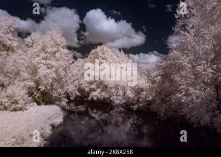 Infrarot-Landschaft mit 720 nm, strahlend weißer Vegetation, surrealen Wäldern und sanften Hügeln in Falschfarbenfotografie, traumhafte Naturszene Stockfoto