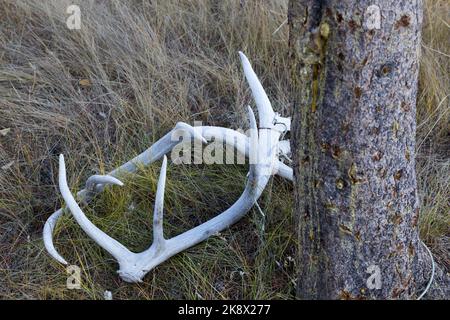 Isolierte Hirsch-Antler, gesichert durch Stahlschnur, die in Grass Meadow von einem Baum im Banff National Park, Canadian Rockies, liegen Stockfoto
