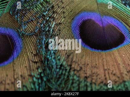 Schöne und bunte Pfau Vogel Feder nahtlose Linien abstraktes Muster Textur Design natürlichen Hintergrund, Tapete, Konzept, Hintergrund, Bild. Stockfoto