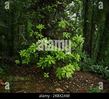 Bodenansicht eines Kanonenkugelbaums (Couroupita guianensis) mit vielen frischen grünen Blättern und Früchten auf dem Stamm.