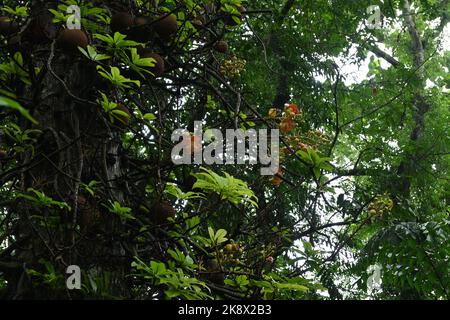 Seitenansicht eines Kanonenkugelbaums (Couroupita guianensis) mit Blütenstand mit Blumen und vielen Ästen am Stamm Stockfoto