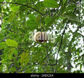 Muskatnussbaum Muskatnuss Baum Myristica fragrans ist ein immergrüner Baum der ...