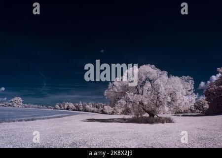 Infrarot-Landschaft mit 720 nm, strahlend weißer Vegetation, surrealen Wäldern und sanften Hügeln in Falschfarbenfotografie, traumhafte Naturszene Stockfoto