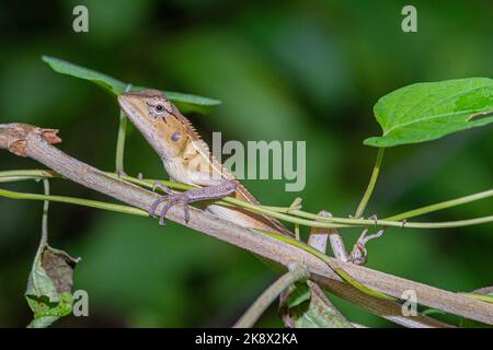 Eine wandelbare Eidechse oder orientalische Garteneidechse, Caloes versicolor Stockfoto