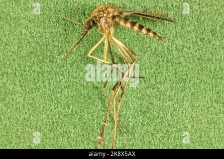 Super-Makro-Seitenansicht der isolierten Mücke (Aedes) von Australien Stockfoto