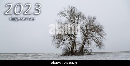 Frohes neues Jahr 2023 - Solitärbaum im Winter an einem bewölkten Tag in deutschland Stockfoto