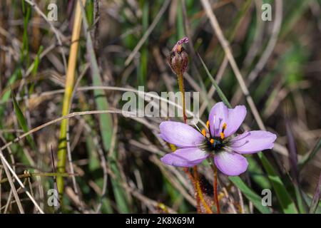 Rosafarbene Blume von Drosera cistiflora, seitlich genommen, in einem natürlichen Lebensraum , fleischfressende Pflanzen, die im Westkap von Südafrika endemisch sind Stockfoto