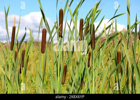 Typha latifolia, auch Bullush oder Gemeine Cattail genannt, die in einem Graben wächst. Typha-Fasern haben das Potenzial, neuartige, nachhaltige Textilfasern zu sein. Stockfoto