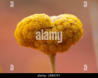 Makroaufnahme der Wüstenblume. Northern Territory, Australien. Stockfoto