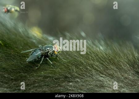Auf einem Hundekörper fliegen. Nahaufnahme. Stockfoto