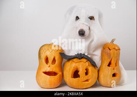 Jack Russell Terrier Hund in einem Geisterkostüm und drei Jack-o-Laternen auf weißem Hintergrund. Stockfoto