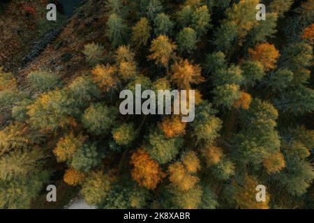 Ein wunderschöner bunter Wald im Herbst aus der Vogelperspektive. Stockfoto