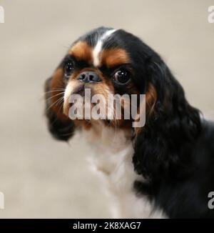 Der niedliche kleine König Charles Spaniel, auch bekannt als Charlie Stockfoto