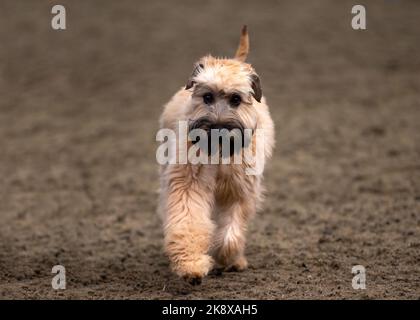 Irischer, weich beschichteter, grauer Hund Stockfoto